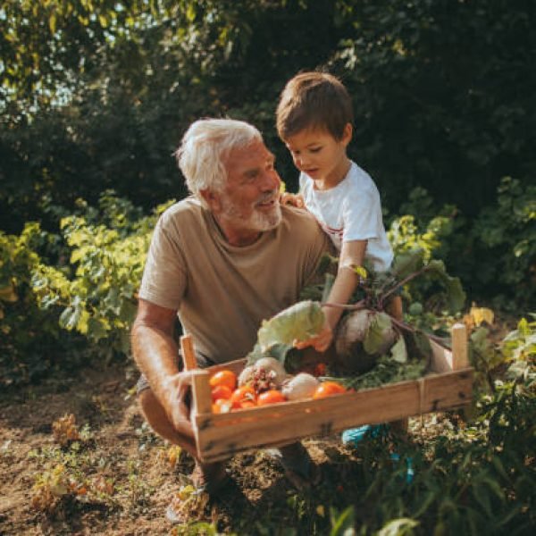 Little boy and his grandfather have collected vegetables from their organic garden they cultivate together